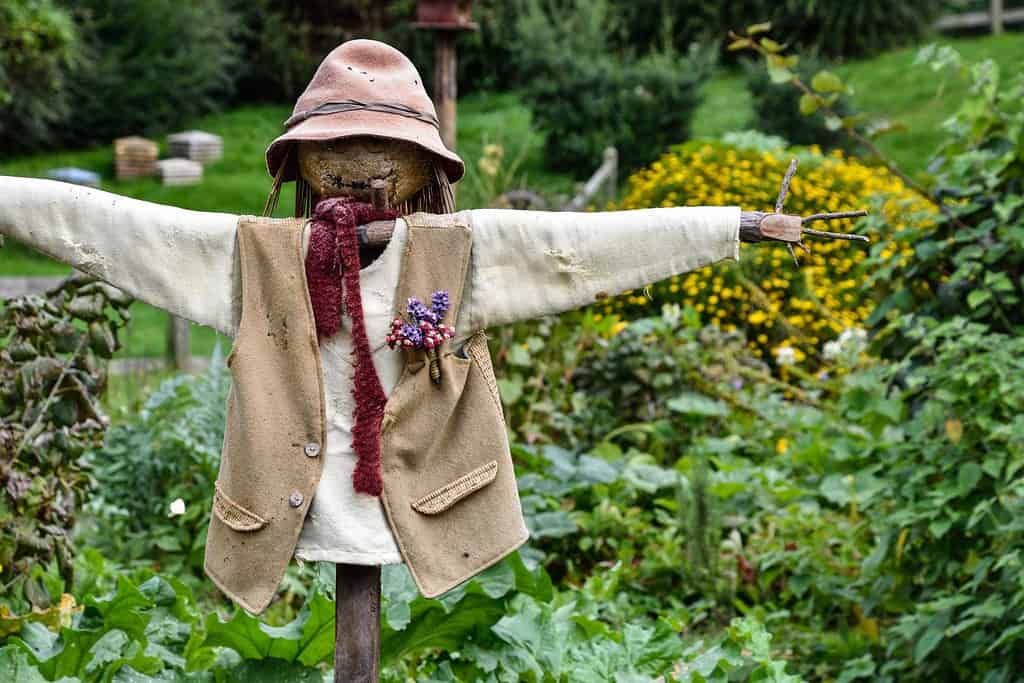 scarecrow in the garden