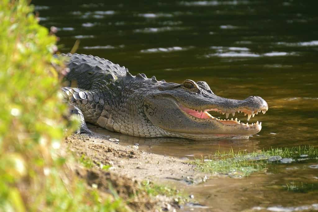 Alligator on the shore of the lake lies near the water with an open mouth in a natural habitat. Alligator laying near a pond with its mouth open. Alligator on land.