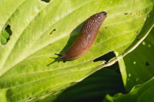 Where Do Slugs Go During the Day? Picture
