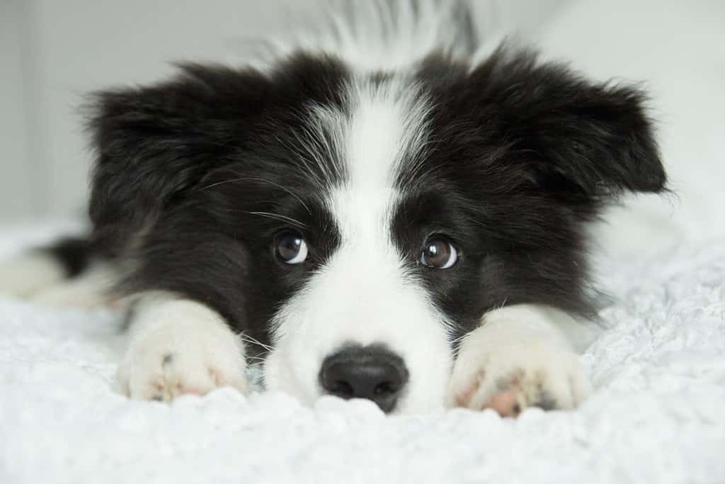 Border Collie Puppies Pictures, Adoption Tips, and More! AZ Animals