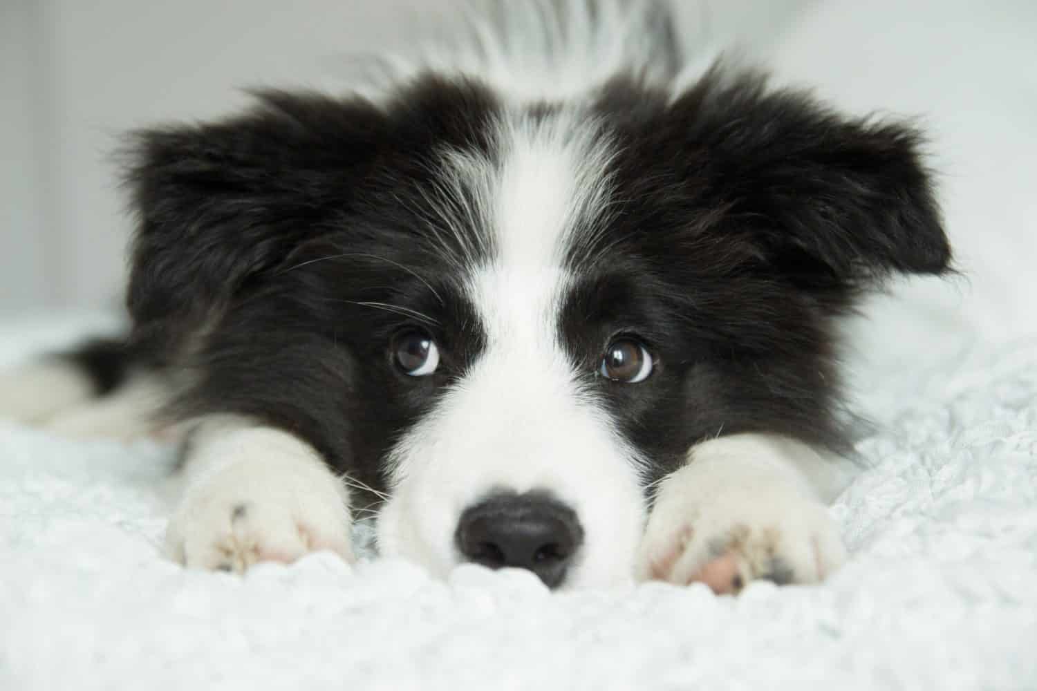 adorable photo of amazing cute black and white border collie puppy in the bed