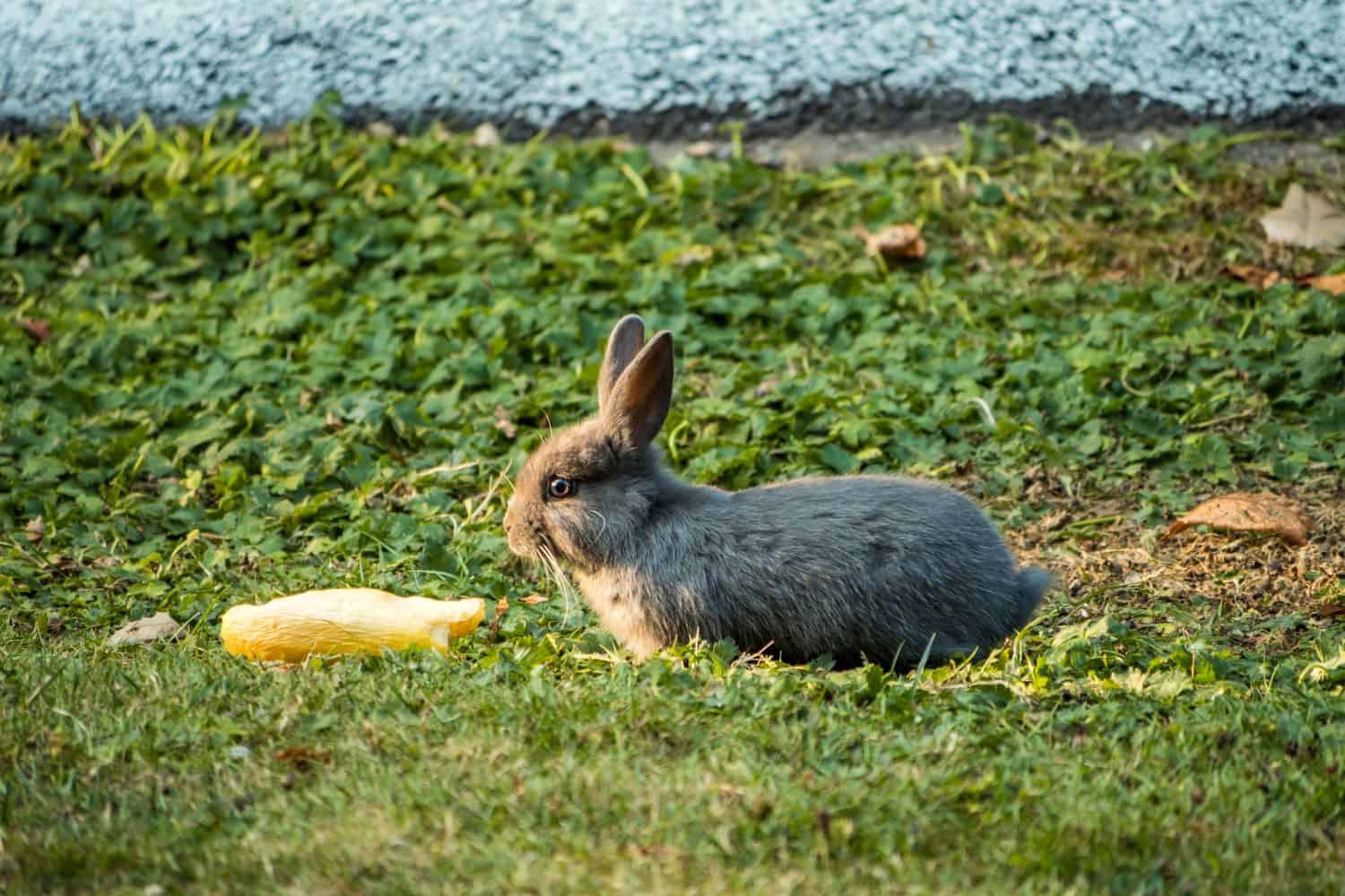 tiny bunny eating a slice of zucchini on the grass under the setting sun light