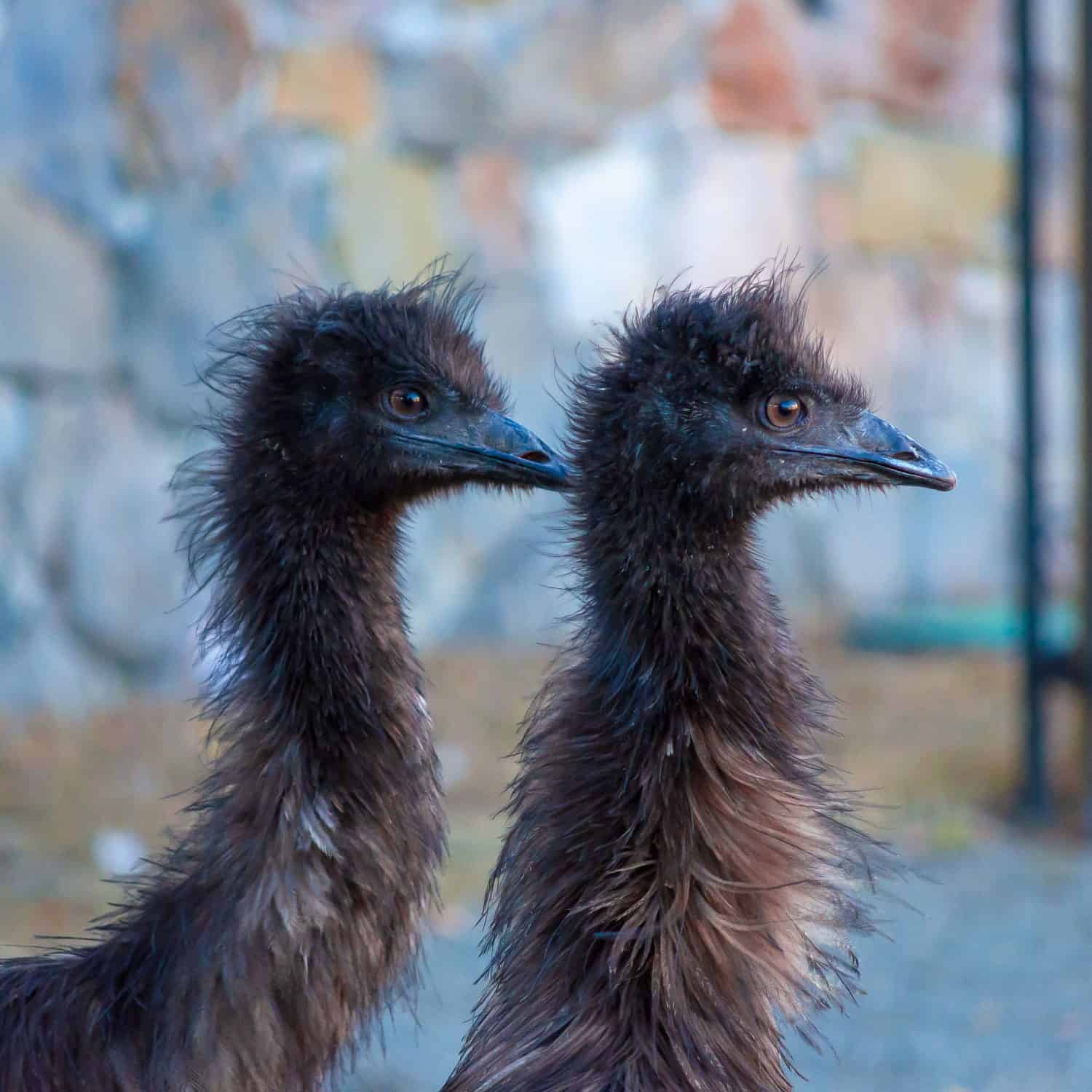 Two emus, an australian big bird similar to an ostrich. 