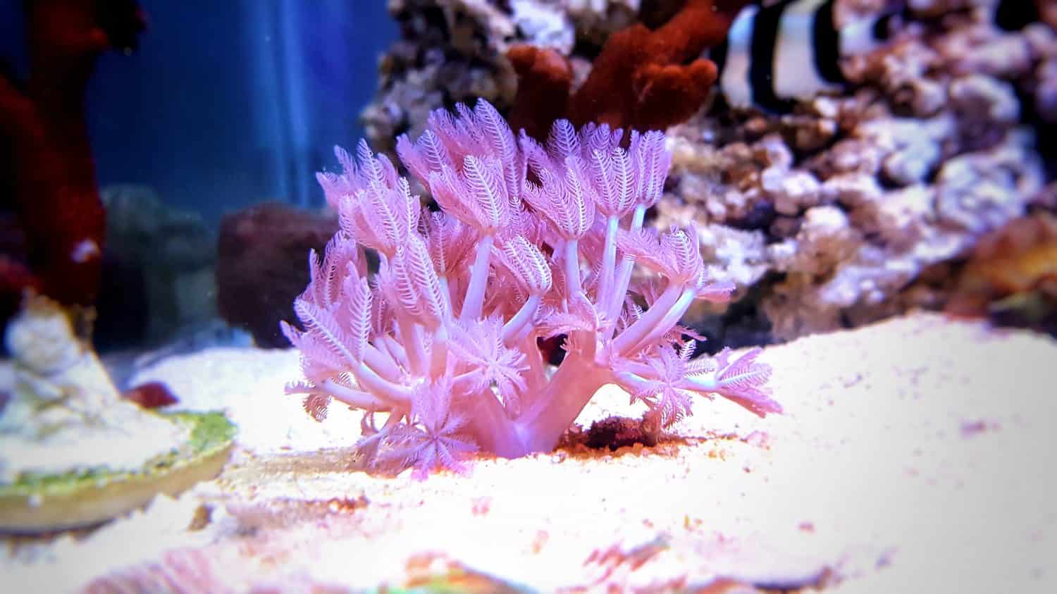 Pulsing Xenia coral in reef aquarium tank