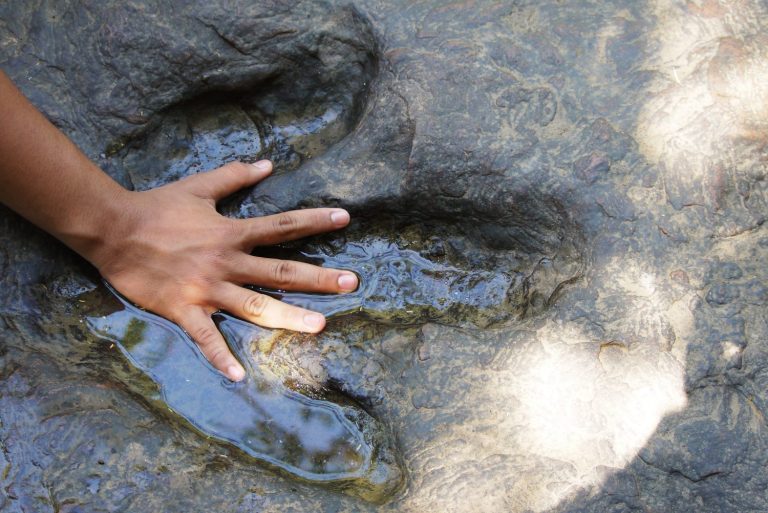 Human hand compare with real dinosaur footprint on rock in the nature , nature landscape view under sunlight use for background or wallpaper , selective focus.