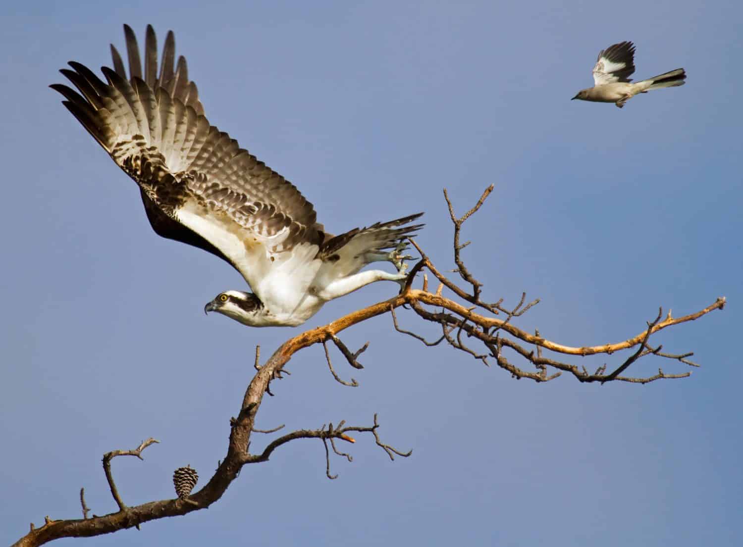 Osprey vs Mockingbird