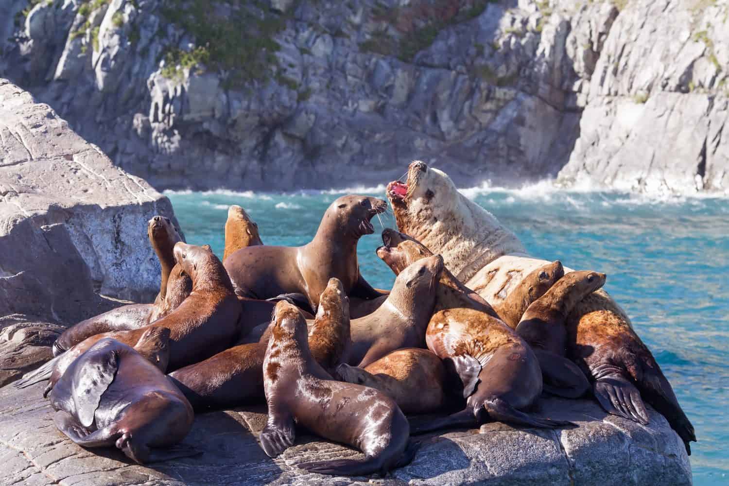 A group of stellar sea lions sitting on the rocks, kamchatka region, Russia