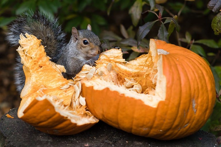 Grey Squirrel Feeding on Pumpkin Seeds
