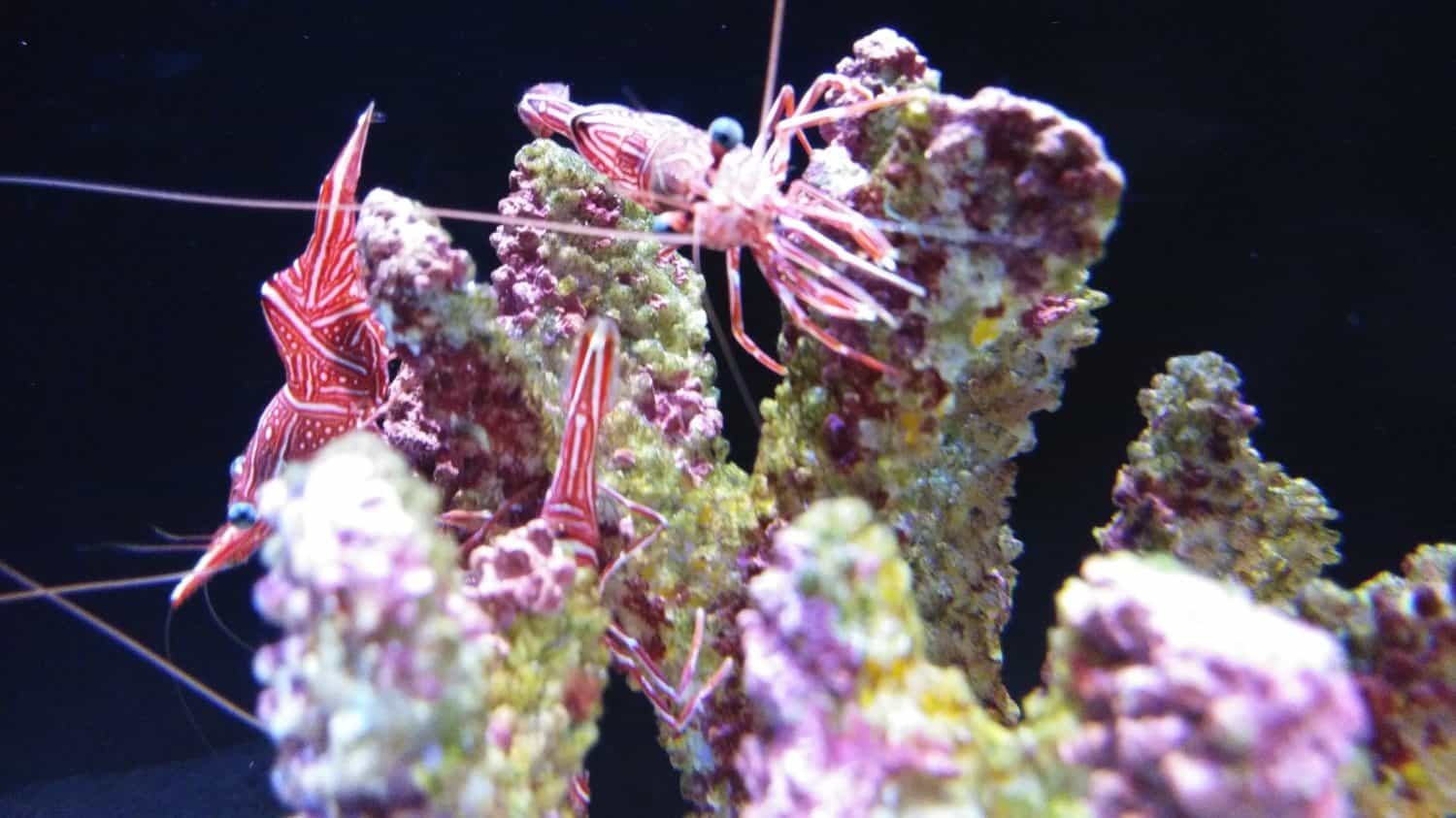 Baby lobsters at the coral in the aquaria.