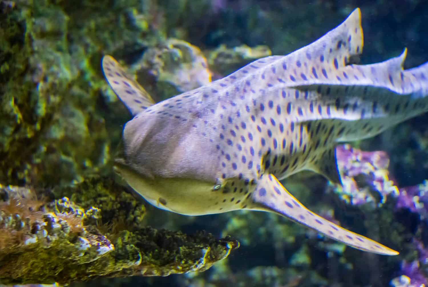 Zebra shark swims at a coral reef in the Indian Ocean. The shark has light brown body with dark stripes. The eyes are small and placed on the sides of the head.