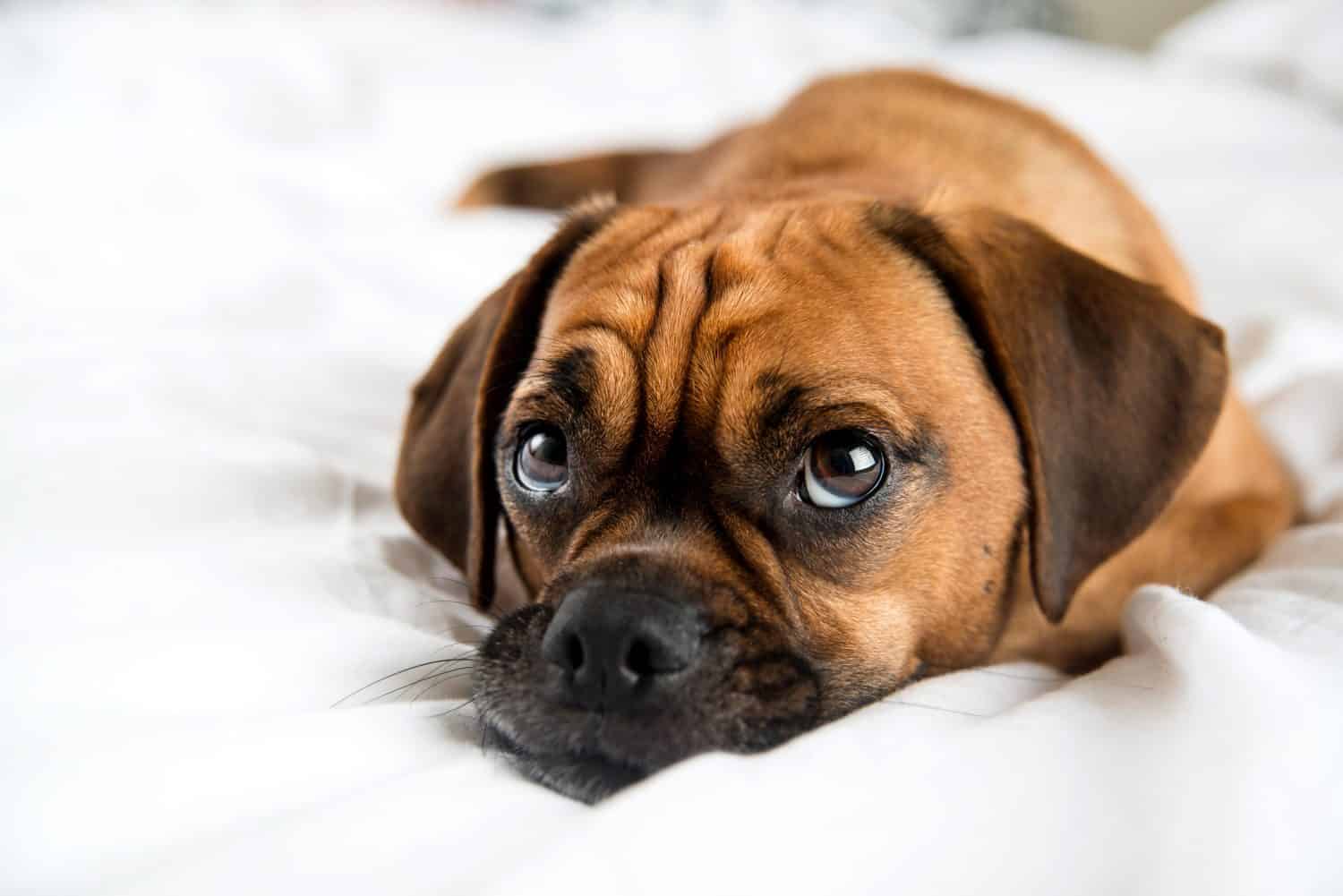 Cute Puggle Sleeping in Owners Bed on White Sheets