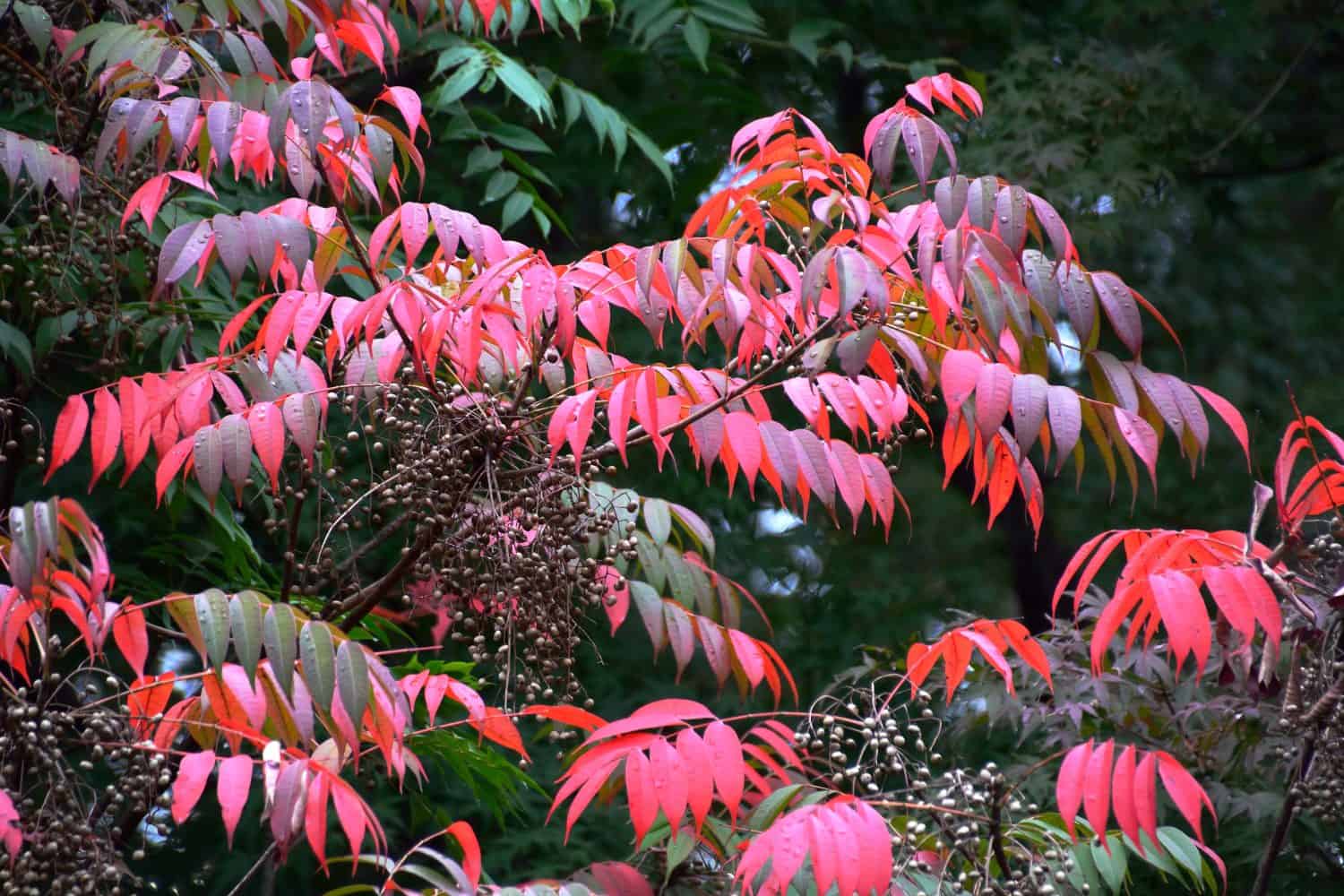 Colored leaves and fruits of Japan wax tree (Toxicodendron succedaneum)