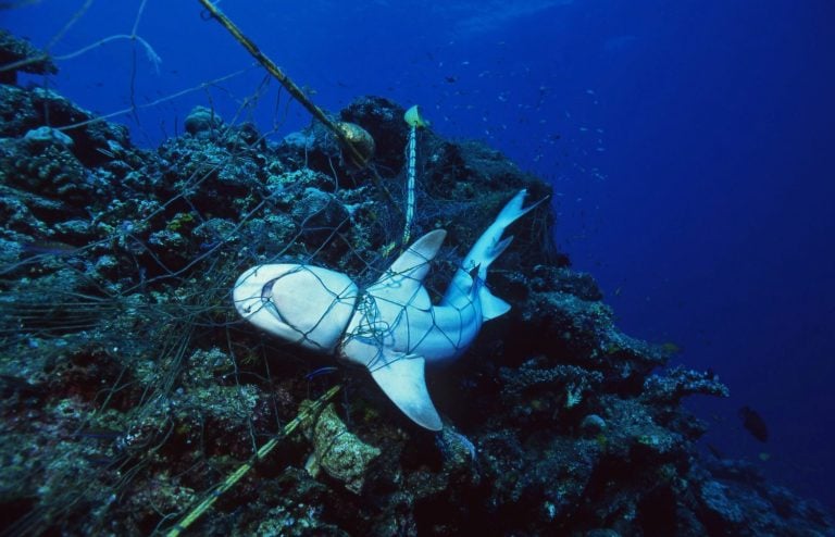 Dead Shark in fishing net strangled to death / Ocean Environmental Destruction / Marine Protection