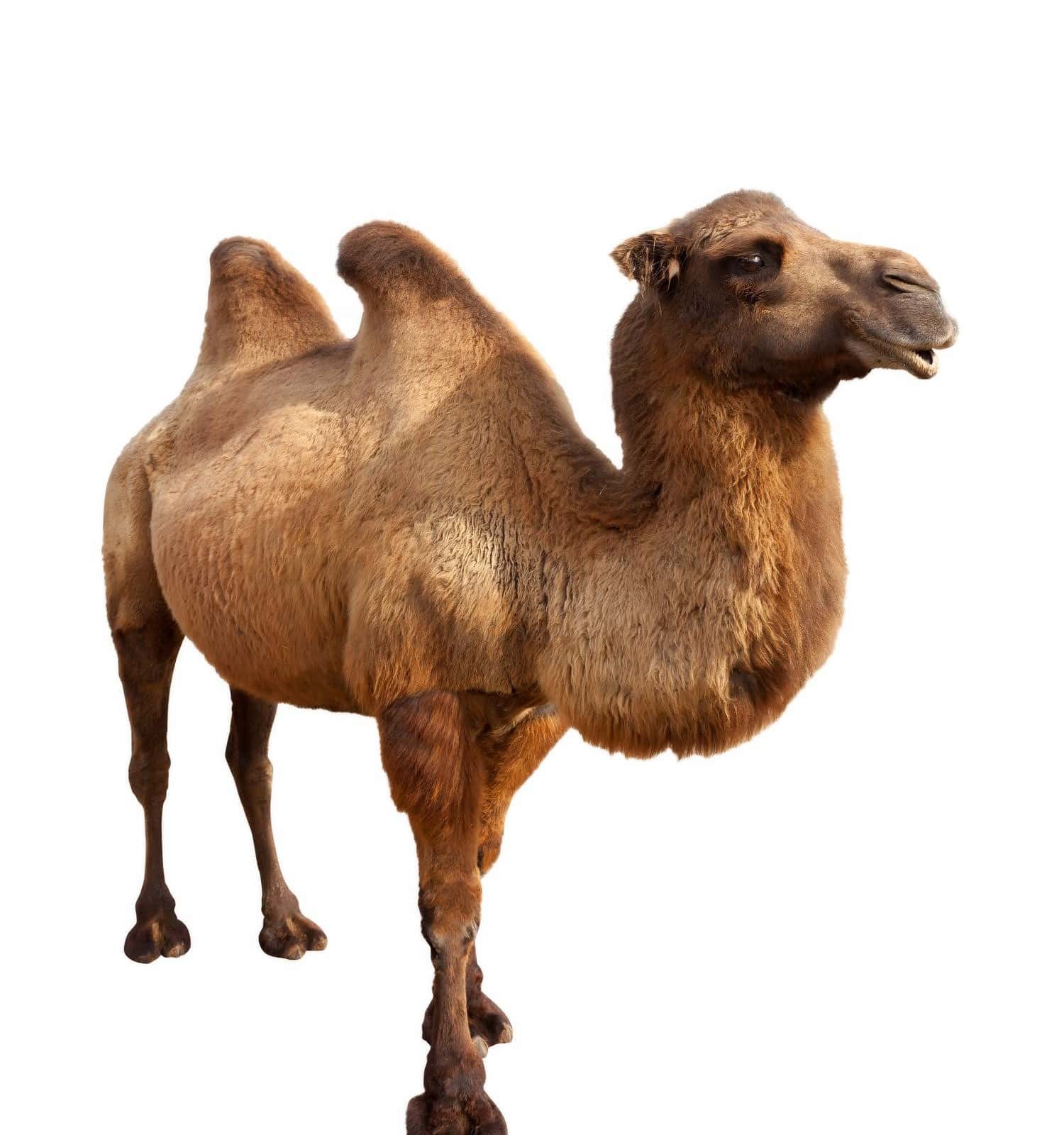 Standing bactrian camel (Camelus bactrianus). Isolated on white
