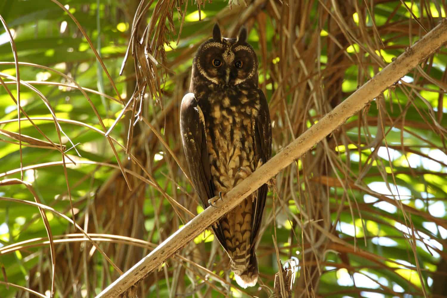 Big Owl resting on branch