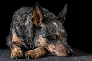 11 Common Health Problems Seen in Australian Cattle Dogs Picture