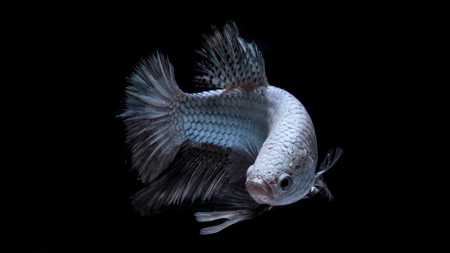 White Betta siamese (fighting fish) on black background, marine animal species specific in Thailand and countries around south east Asia