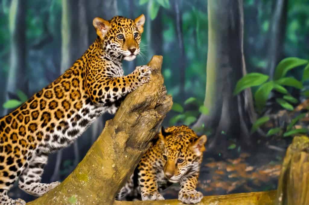 Two little Jaguar Cubs playing on the tree branch