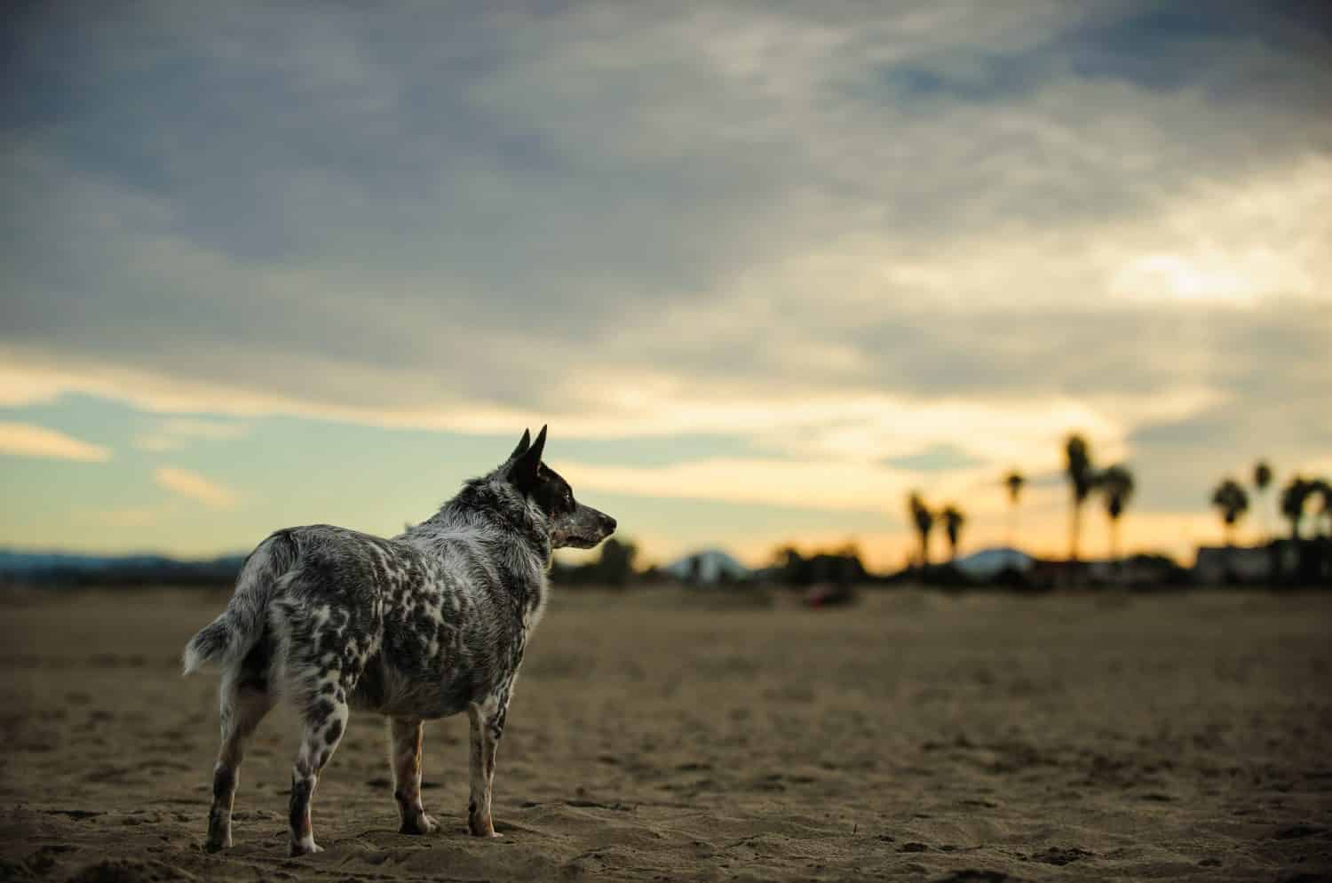 Australian Cattle Dog standing on beach at sunrise
