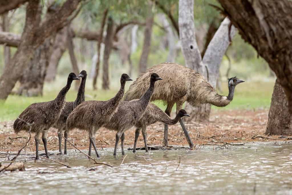 Emu's drinking at Water hole