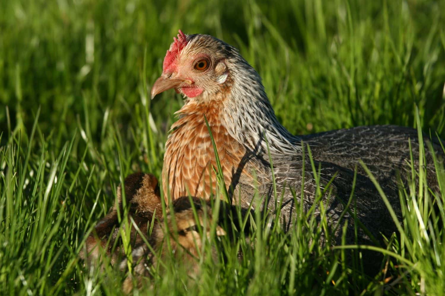 Old English Game hen with chicks