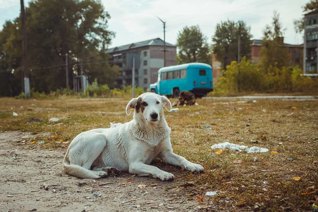 Homeless wild dog in old radioactive zone in Pripyat city - abandoned ghost town after nuclear disaster. Chernobyl exclusion zone.
