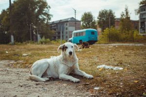 Homeless wild dog in old radioactive zone in Pripyat city - abandoned ghost town after nuclear disaster. Chernobyl exclusion zone.