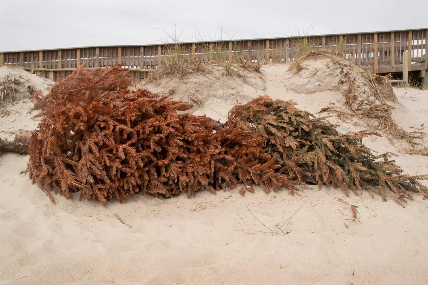 Used Christmas Trees are being used to rebuild sand dunes devasted by Hurricane Florence at emerald Isle,North Carolina