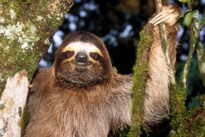 Discover Sloth Island – A Magical Island with Amazing Creatures Picture