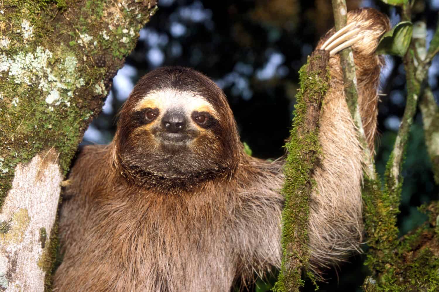 Pale Throated Sloth