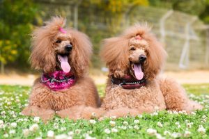 11 Dog Breeds Most Similar to Poodles Picture