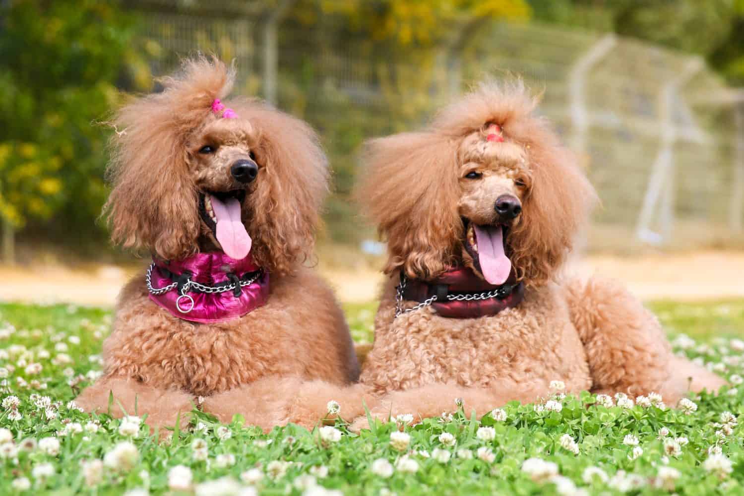 Two charming amazing standard king poodle adult male and female lies outside on hot spring summer day, wearing special pink collars.Smartest dog breed portrait in green blooming field with clover