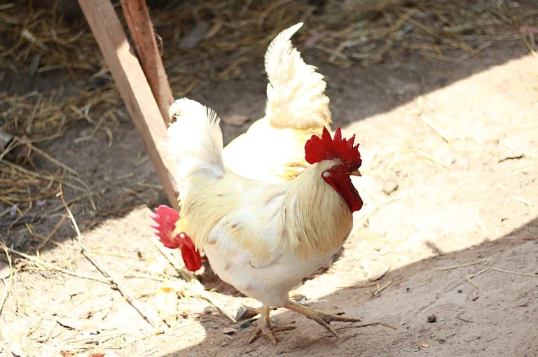 Rhode Island white chicken