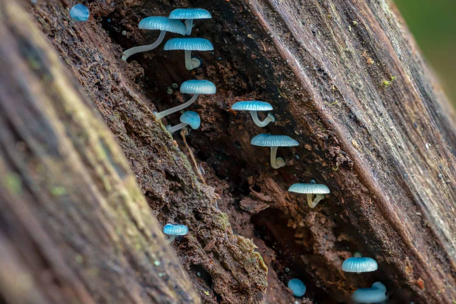 Blue fungi of Mycena interrupta or Pixie's Parasol mushrooms