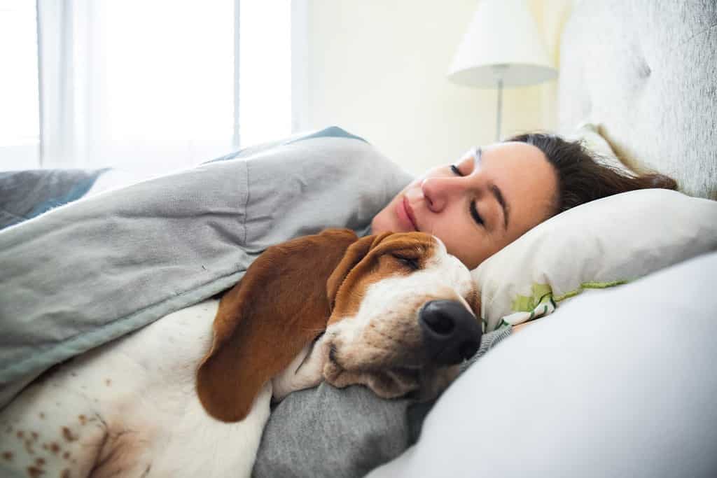 Girl and dog sleeping together comfortably and cuddled in bed in the morning. In bed with best friend brown and white basset hound dog with happy face to wake up next to your pet