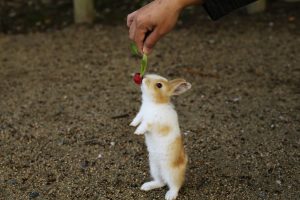 All About Okunoshima: The Rabbit Island of Japan Picture