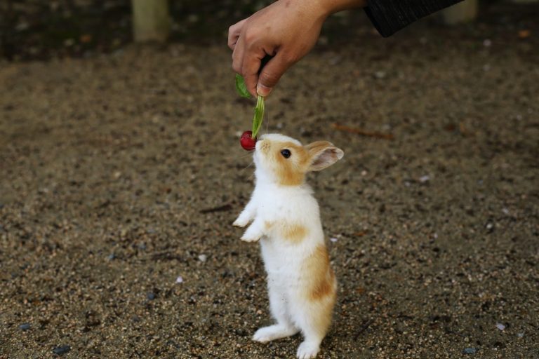 Adorable baby rabbit. Okunoshima Island in Hiroshima Prefecture in Japan is famous as Rabbit Island.