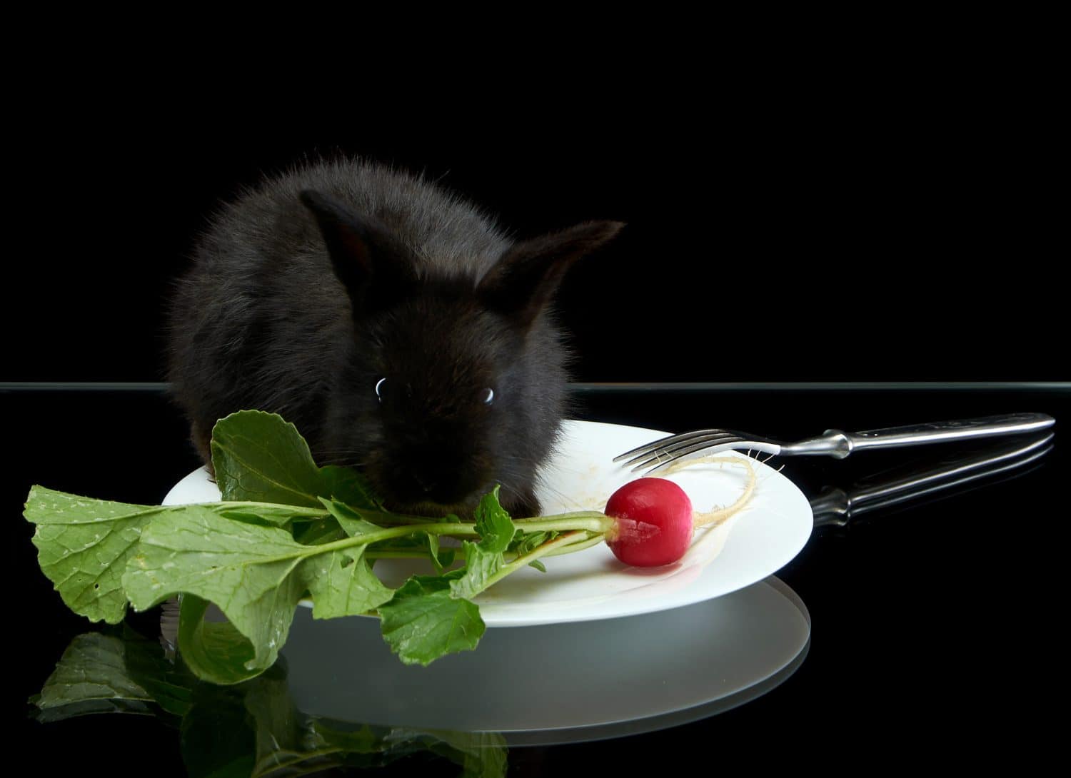 Young black rabbit eating radish in white plate on black background