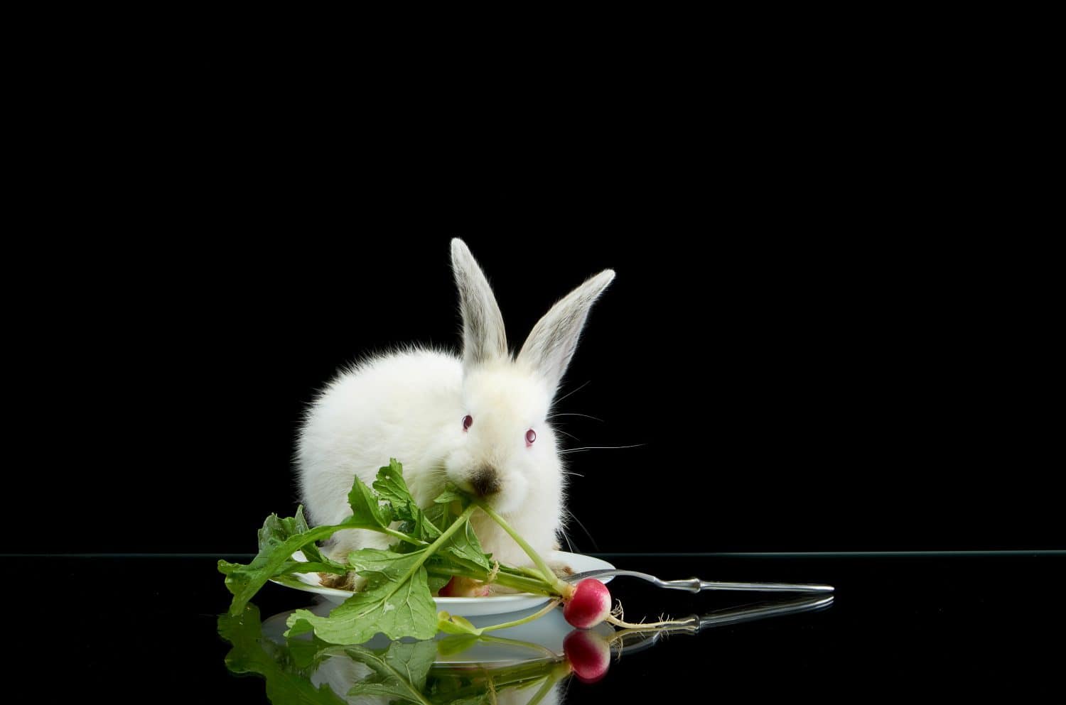 Young white rabbit eating radish in white plate on black background