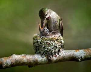 Where Do Hummingbirds Nest? Picture