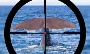 Why Do 3 Countries (Plus 5 More) Still Permit Whaling in 2024? Picture