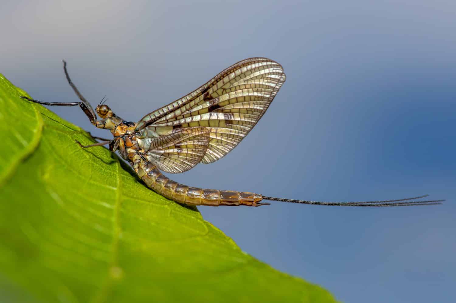 A Mayfly sitting on a leaf