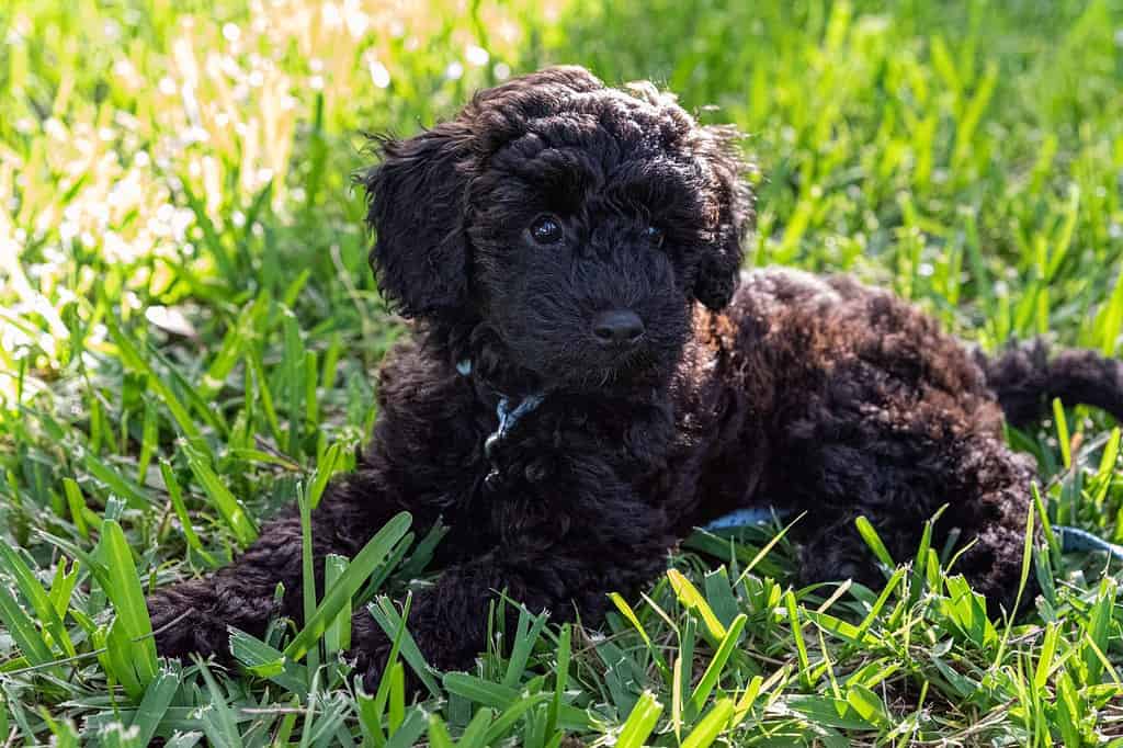 schnoodle puppy dog laying down in long grass