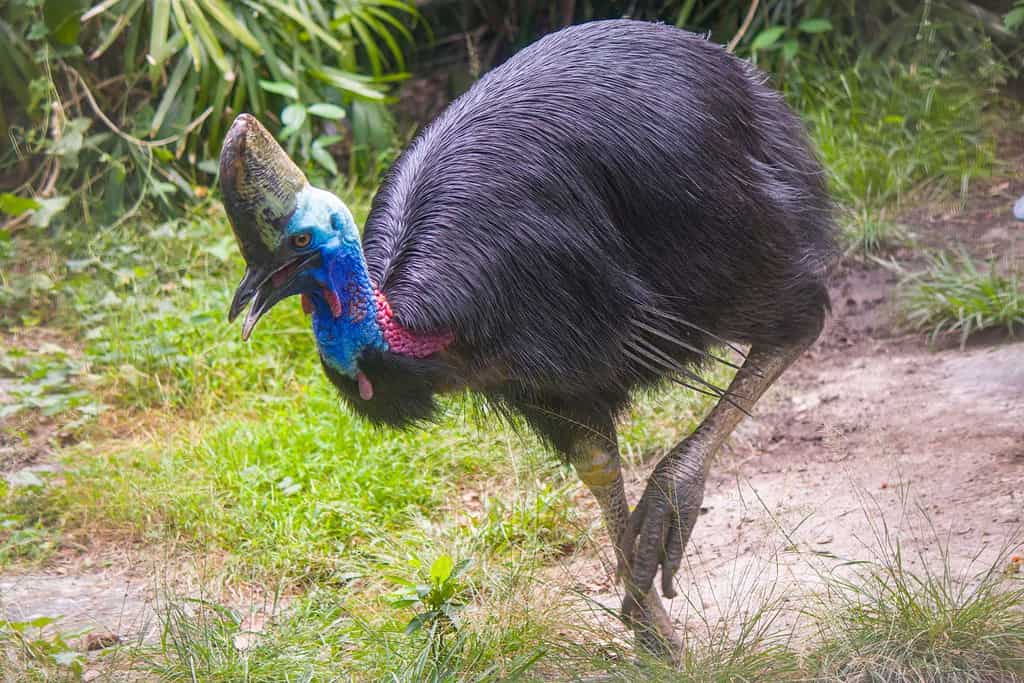 Southern cassowary is walking. It is a large flightless black bird. It is one of the three living species of cassowary, also is a ratite and therefore related to the emu, ostriches, rheas and kiwis