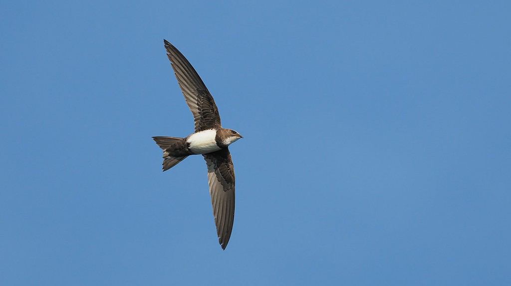 Alpine swift in flight (Apus melba or Tachymarptis melba)