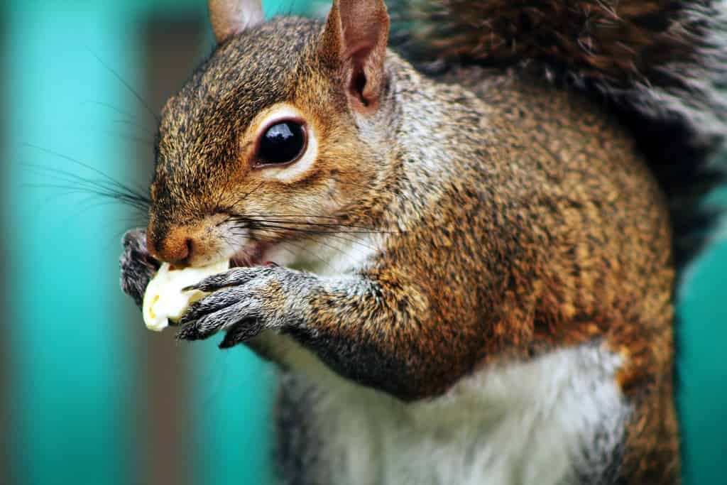 Squirrel eating popcorn out of trash