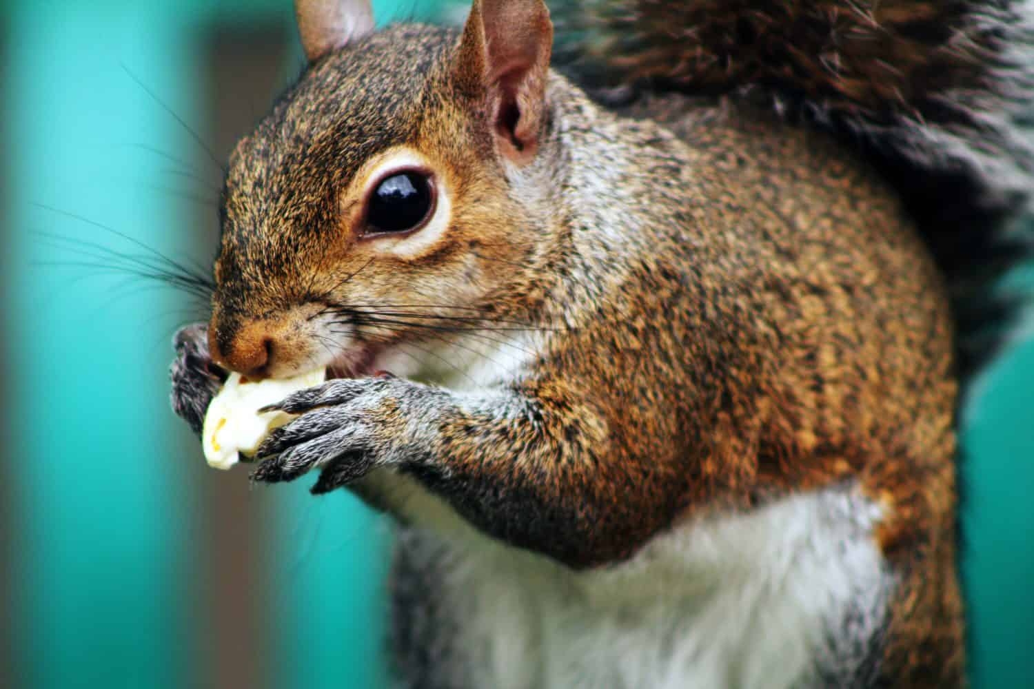 Squirrel eating popcorn out of trash