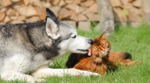 Do Huskies Get Along with Cats? Picture