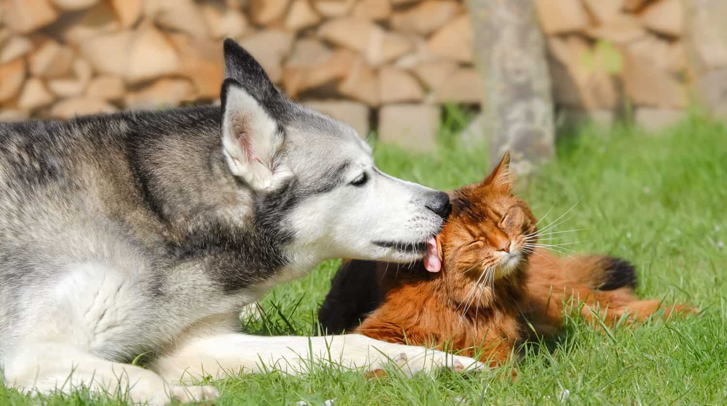 Siberian Husky dog licking Somali cat, they lying together side by side fondly grooming in a green grass meadow in a garden, a close friendship between the dog and the kitty