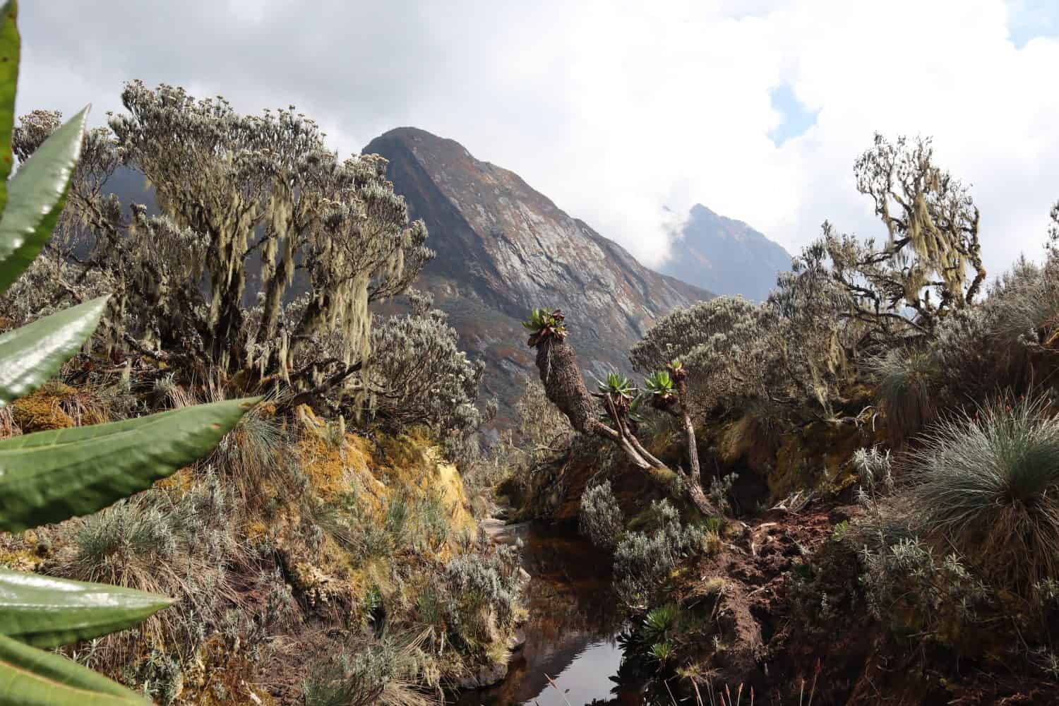 A pool of water on a pass near Mount Baker (4843m) in the Rwenzori Mountains in Uganda, also known as the Mountains of the Moon. Feb, 2019.